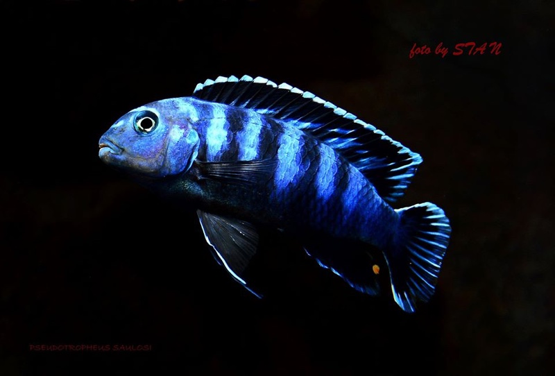 Chindongo saulosi 'Taiwanee Reef'